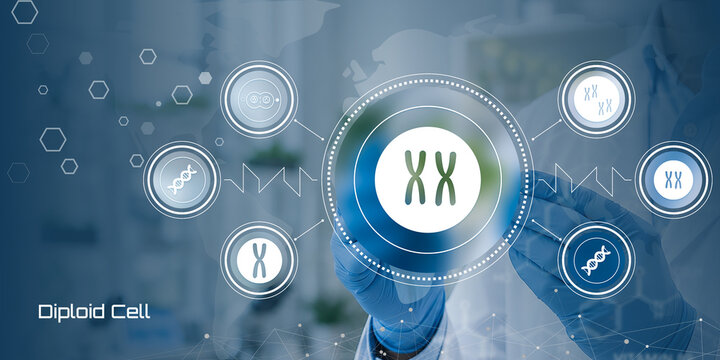 Digital representation of diploid cell chromosomes with genetic symbols and molecular interface