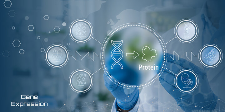 Gene Expression Process: DNA to Protein Synthesis in Molecular Biology
