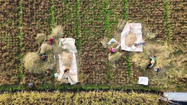 Aerial view of farmers harvesting rice on fields with white tarps near Lake Rawa Pening in Waduk Rawapening, Central Java, Indonesia.