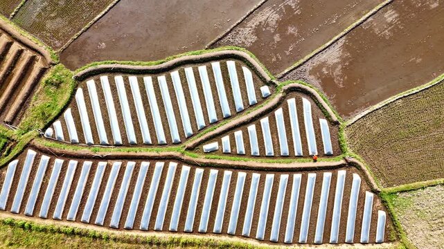 Aerial view of terraced rice fields with plastic-covered crop rows in the agricultural landscape of Kecamatan Tingkir, Jawa Tengah, Indonesia.