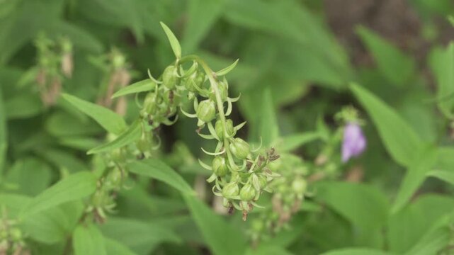 Creeping bellflower (Campanula rapunculoides) shows a curved stalk with green seed pods and buds in a static close-up shot. Suitable for botanical and flora projects.