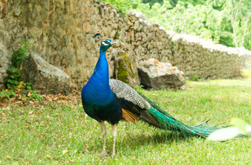 Obraz premium Beautiful male peacock bird standing on green grass field in front of an old rustic stone wall close up.