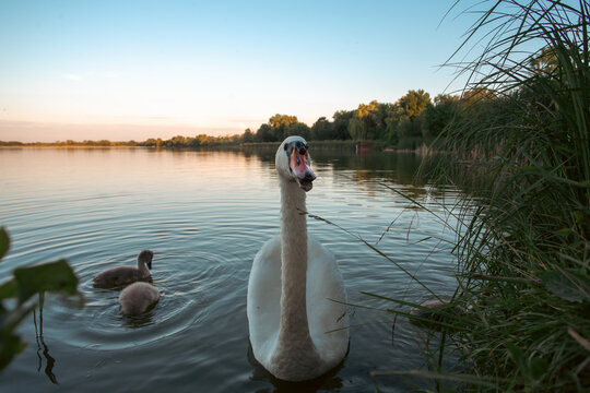 swans on the lake
