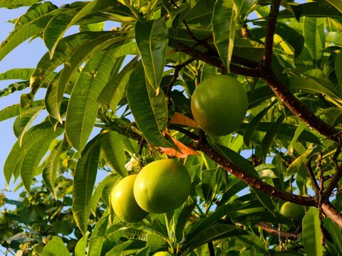 Green Bintaro fruits (Cerbera manghas) hanging among lush leaves and branches under bright tropical sunlight.