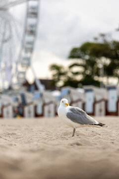 Herring gull stands on sandy beach in Kuhlungsborn, with blurred Ferris wheel and beach chairs behind. Coastal portrait blends Baltic resort atmosphere, tourism, summer leisure and seaside charm