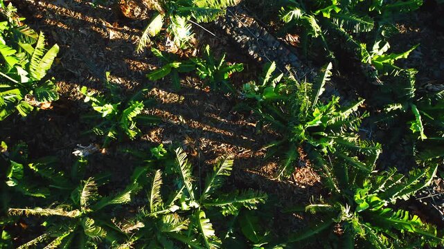 Aerial View of Green Banana Plantation and Tropical Trees in Tenerife Spain