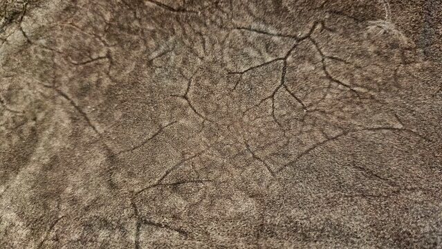 Close up of brown textured surface with cracked pattern. The abstract background has organic crack lines on rough grainy material. Concept of texture, background, abstract, crack, pattern, grunge