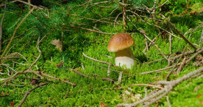 Porcini mushroom growing in the wild coniferous forest. Boletus edulis. Edible mushrooms. Mushroomer covers the hole in the moss to protect the mycelium. Environmentally friendly products.