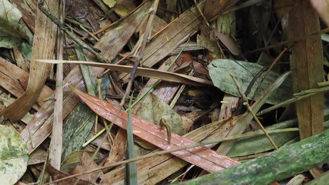 Land leeches inhabit the forest floor and can sometimes jump from leaves.