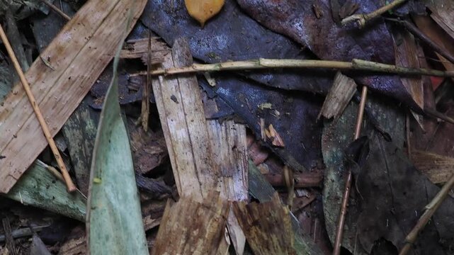 Land leeches inhabit the forest floor and can sometimes jump from leaves.