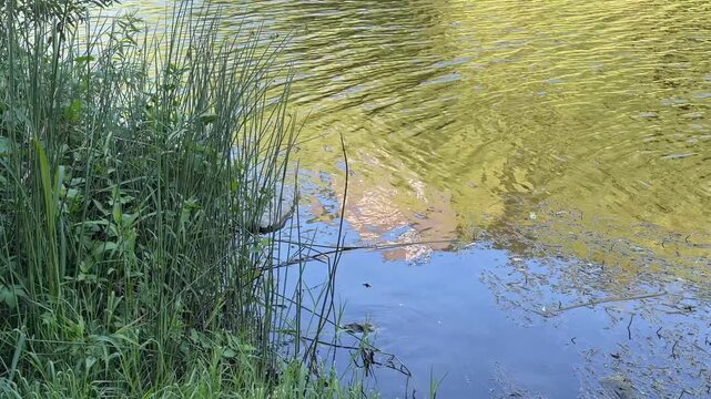 Peaceful riverside scenery with gentle river waves and lush green reeds in South Korea 대구 금호강