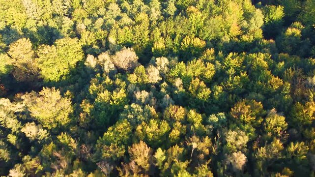 Aerial view of the dense Jizerskohorske buciny forest with vibrant autumn foliage in Raspenava, Liberec Region, Czechia.