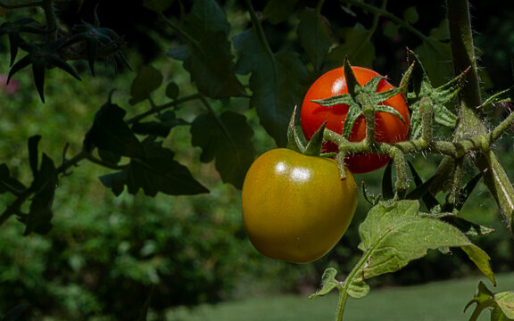 Red tomato on the vine 