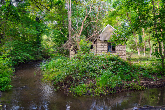An old abandoned house in a dense green forest damaged by a tree falling on the roof