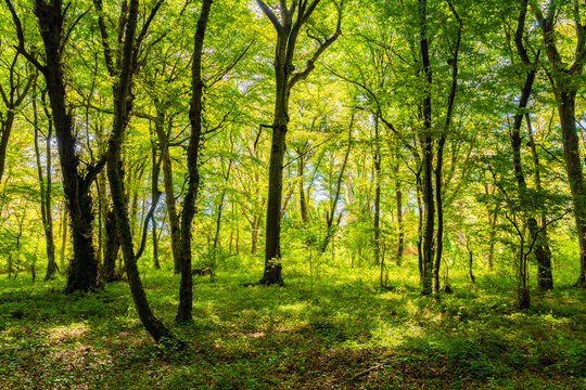 Bright morning rays of sunlight shine through the dense green forest