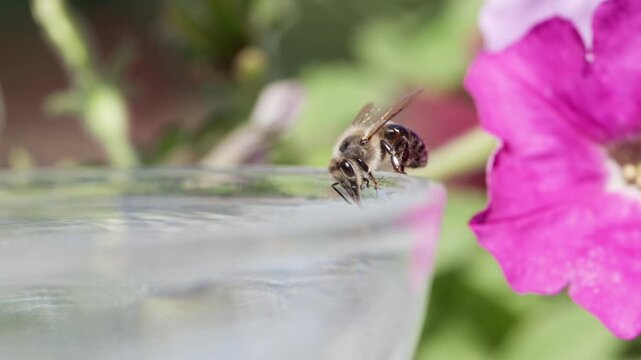 honey bee rests on a bowl with shallow water with sunlit stripes and folded wings capturing a quiet moment of hydration and survival in a harsh urban setting