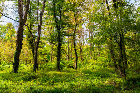Bright morning rays of sunlight shine through the dense green forest