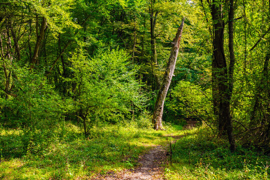 Bright morning rays of sunlight shine through the dense green forest