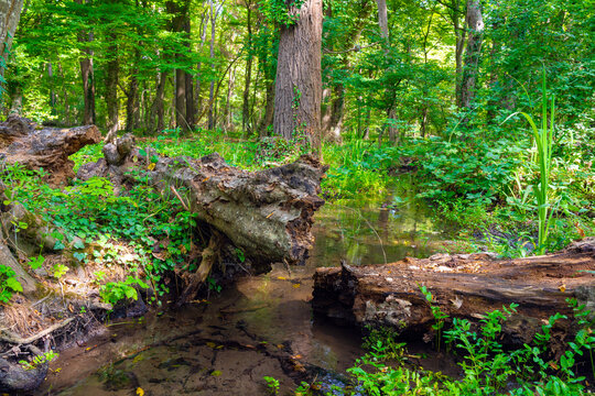 An old fallen broken tree near a water stream in a dense impenetrable green jungle