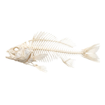 Fish skeleton ,isolated on transparent background png