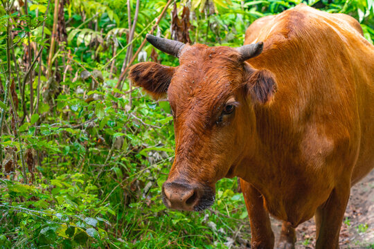 Portrait of a cow in a bright green jungle