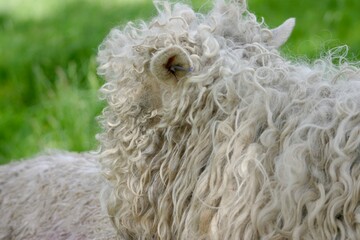 A grey-faced Dartmoor sheep grazing peacefully in a grassy field in the countryside, surrounded by natural pasture in a rural farming landscape. © Beverley