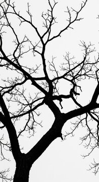 A dramatic, stark silhouette of a bare, twisted tree branch against a pure white, high-key background, suitable for negative space and design work ,composition ,organic ,woody