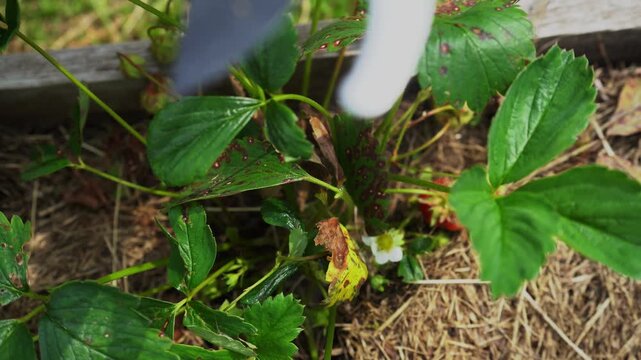 Close up of a gardener in gloves pruning diseased strawberry leaves infected with Mycosphaerella fragariae using pruner