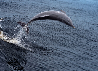 dolphin jumping out of water © Clyde Sweatt
