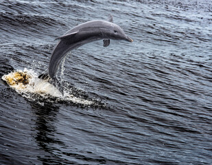 dolphin leaping out of the water © Clyde Sweatt