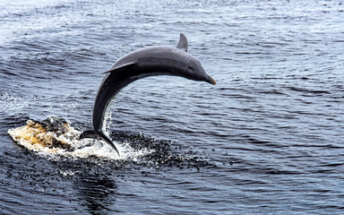 dolphin jumping out of water © Clyde Sweatt