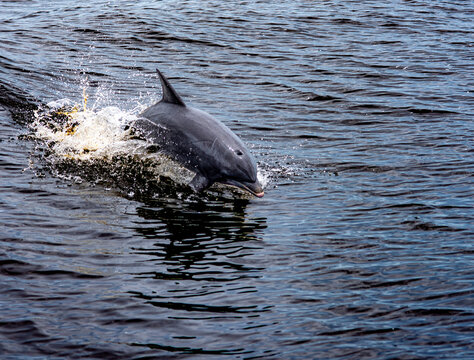 dolphin jumping in the water