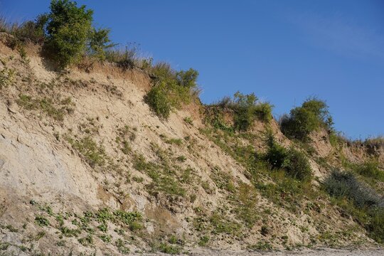 Bewachsene Steilk&uuml;ste aus Geschiebelehm und Sand an der Ostsee zwischen Sierksdorf und Neustadt