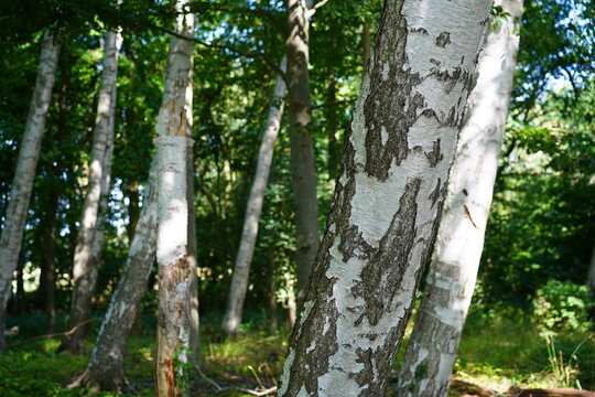 Birken (Betula) in einem sommerlichen K&uuml;stenwald an der Ostsee zwischen Sierksdorf und Neustadt in Holstein