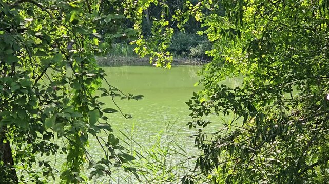 Quiet forest lake covered with green duckweed framed by leafy tree branches in peaceful summer nature