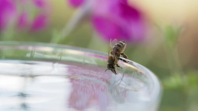 honey bee rests on a bowl with shallow water with sunlit stripes and folded wings capturing a quiet moment of hydration and survival in a harsh urban setting