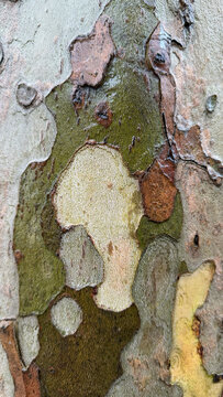 Close-up of sycamore tree bark