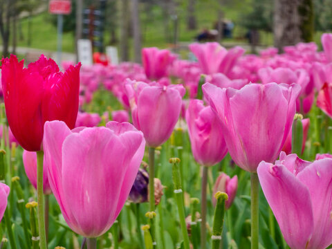 Pink tulip field in spring garden with one red flower and soft background bokeh