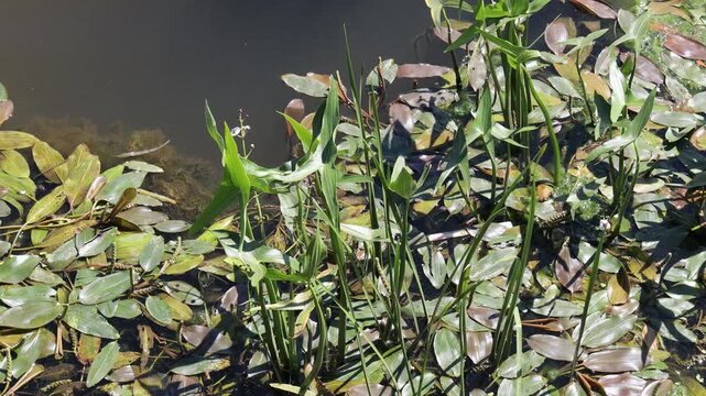 Close-up of green arrowhead plant leaves growing in a calm river on a sunny day