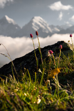 Wildflowers blooming on rocky terrain with mountains in the background