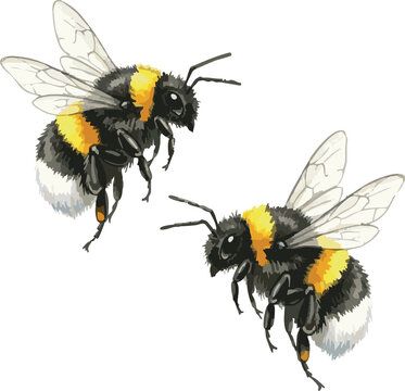 Two fuzzy bumblebees flying together hand drawn fluffy yellow black garden bees