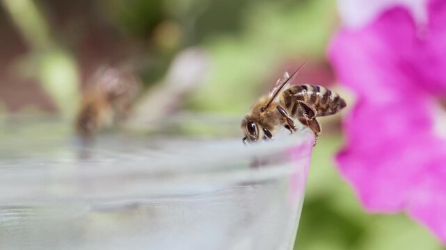 honey bee rests on a bowl with shallow water with sunlit stripes and folded wings capturing a quiet moment of hydration and survival in a harsh urban setting