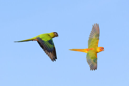 Beautiful parrots are flying in the sky. Free-flying bird
