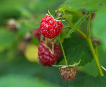 Fresh Organic Raspberries with Ripe and Unripe Berries in Natural Woodland Setting