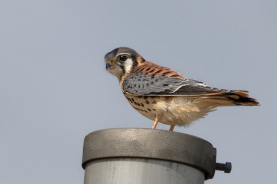 Close-Up Side Profile of an American Kestrel (Falco sparverius) Perched on a Metal Post Against a Clear Sky