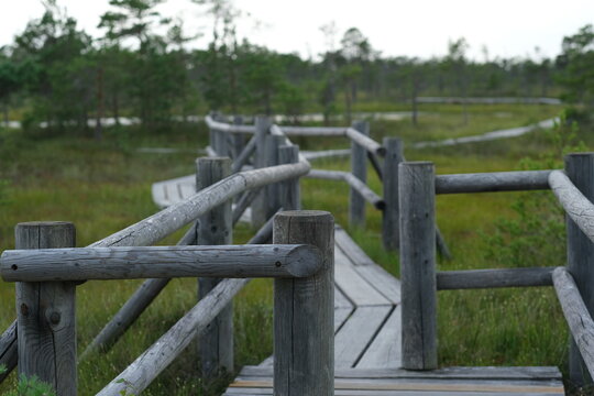 Wooden boardwalk winding through green marsh grass with railings above the wetland, creating a calm natural scene with soft light and scattered trees.