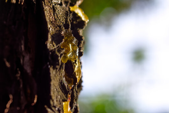 Golden resin oozing from thuja bark in morning sunlight, with natural bokeh and copy space