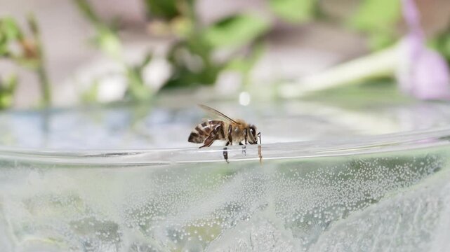 honey bee rests on a bowl with shallow water with sunlit stripes and folded wings capturing a quiet moment of hydration and survival in a harsh urban setting