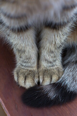 Close-up of a gray tabby cat’s furry front paws resting beside its fluffy black-and-gray tail on a wooden surface, highlighting soft fur texture and striped markings. © Serhii