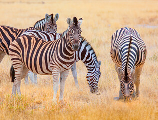Obraz premium A group of zebras standing among the yellow grass in Etosha National Park in Namibia, in the African savannah, during a safari - Etosha National Park, Namibia